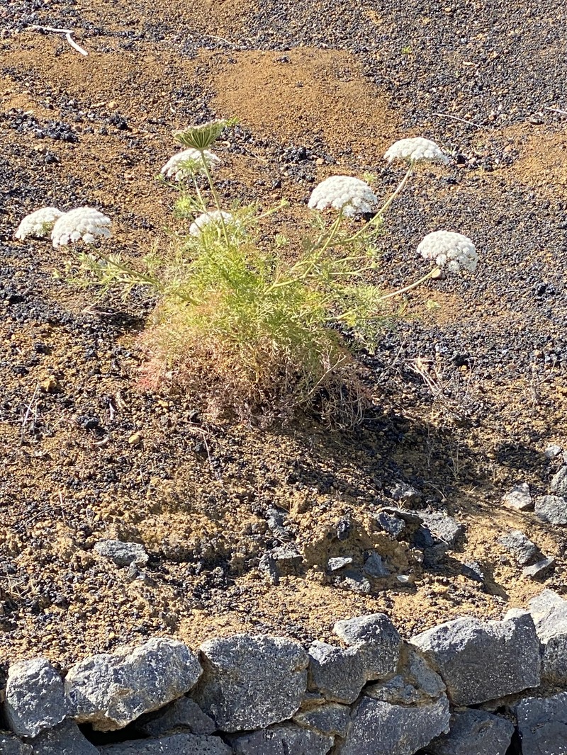 Daucus carota subsp. tenuissimus