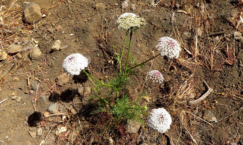Daucus carota subsp. tenuissimus photo 2