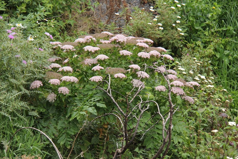 Daucus decipiens photo 7
