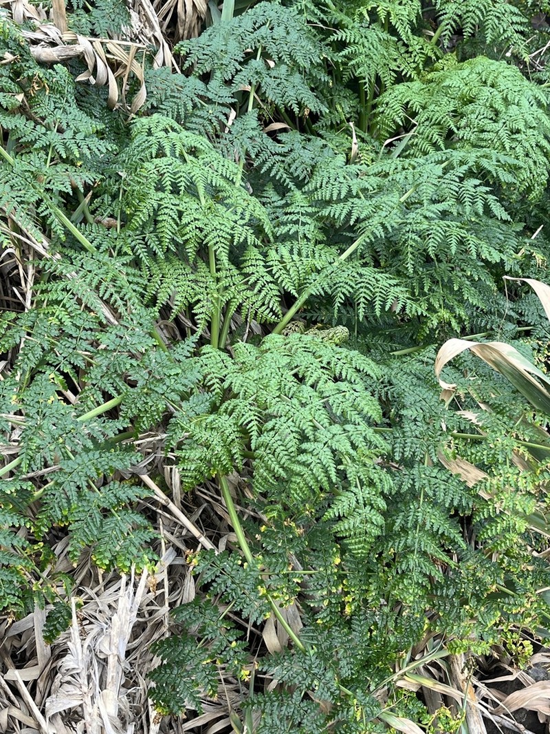 Daucus edulis