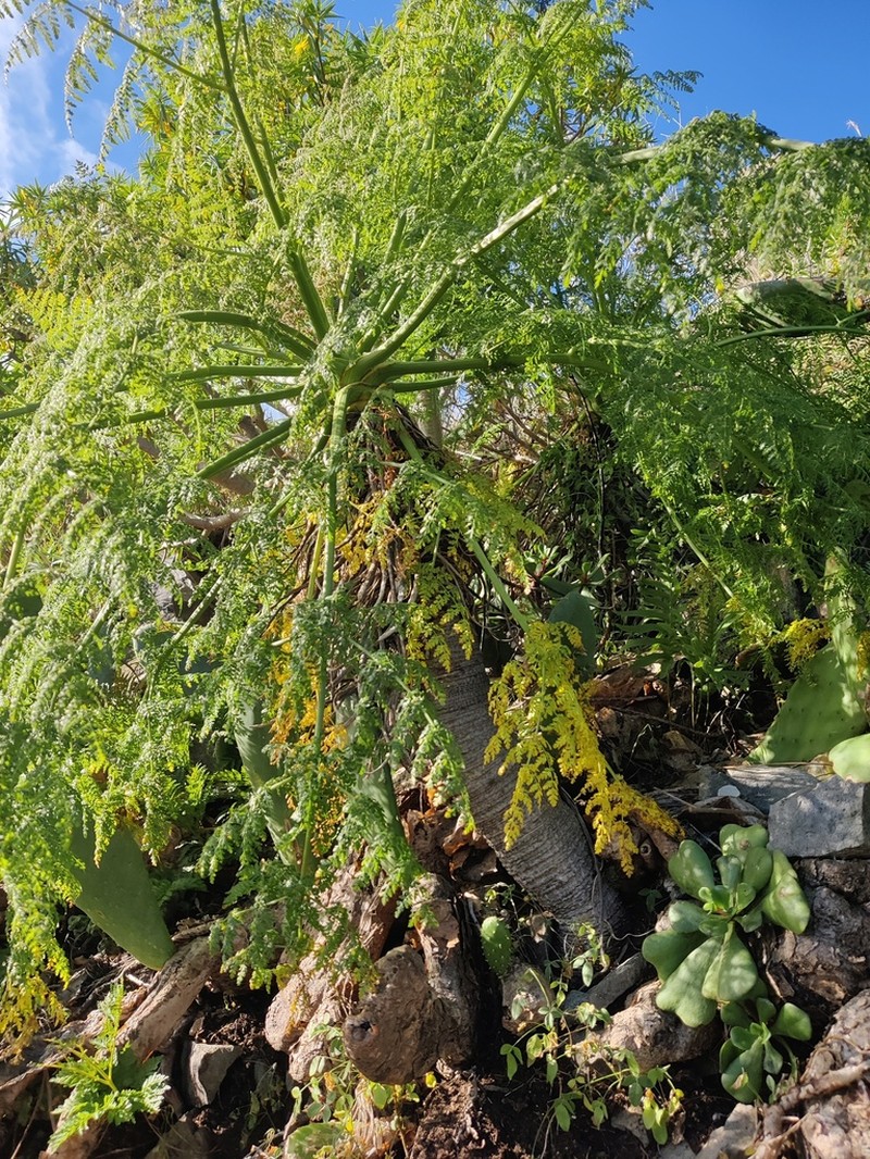 Daucus edulis photo 2