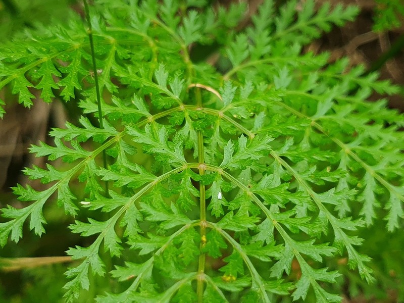 Daucus edulis photo 4