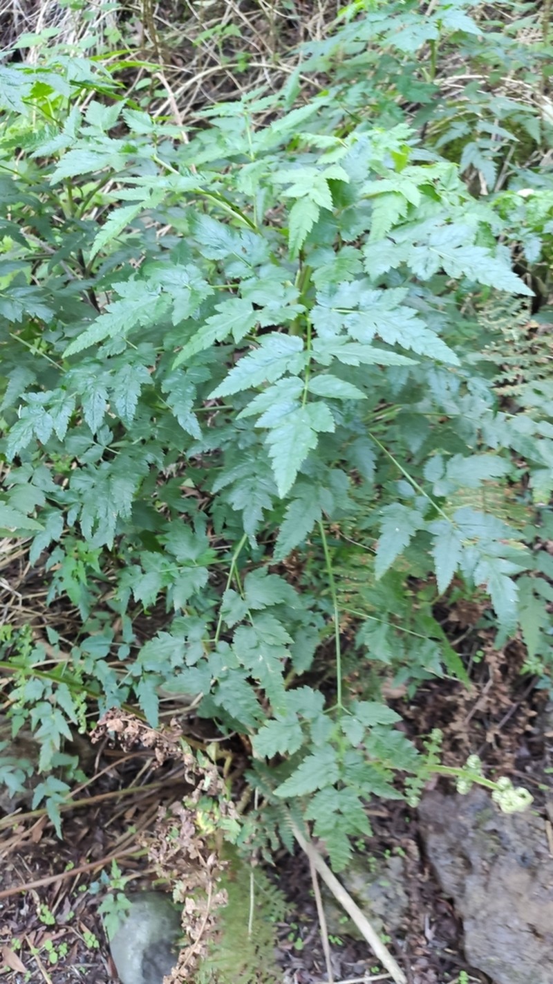 Daucus elegans photo 3
