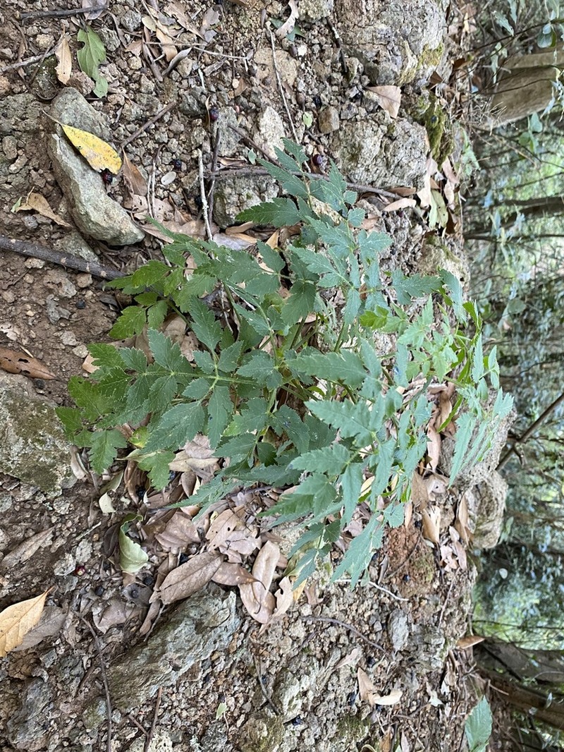 Daucus elegans photo 4