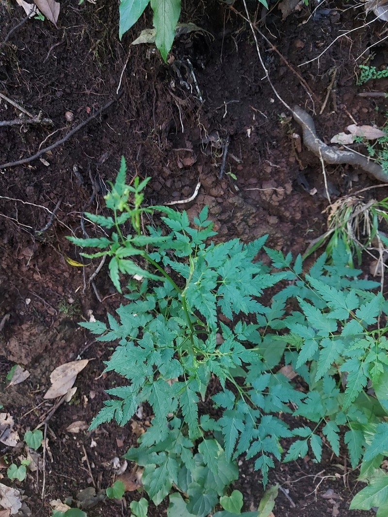 Daucus elegans photo 6