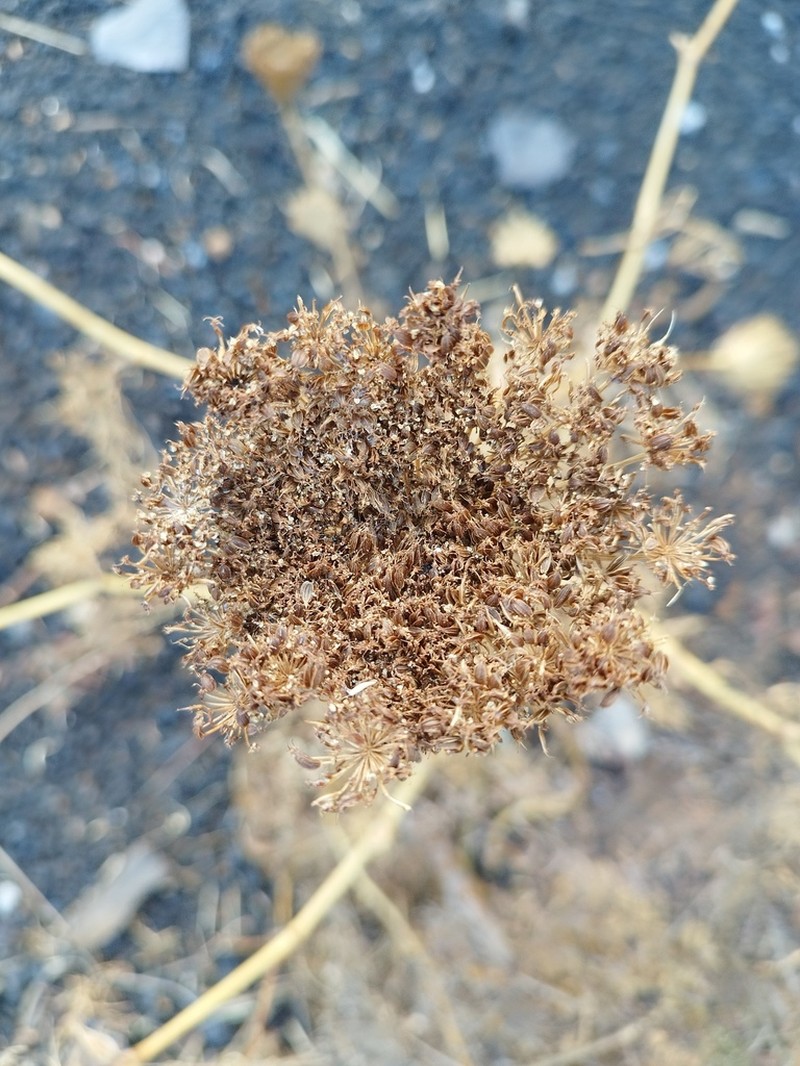 Daucus humilis