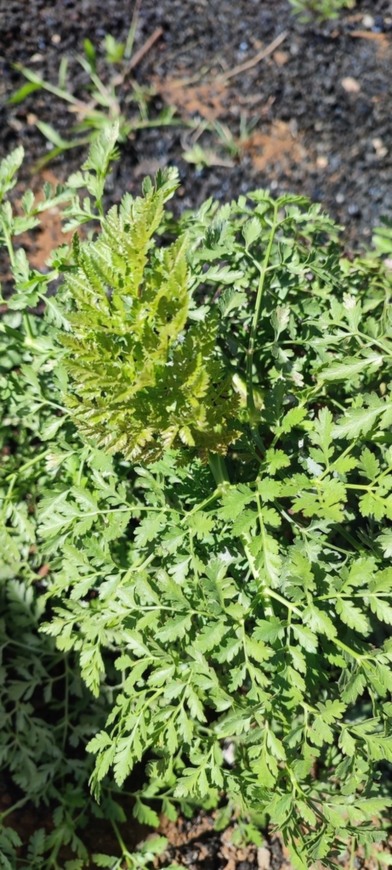 Daucus humilis photo 2