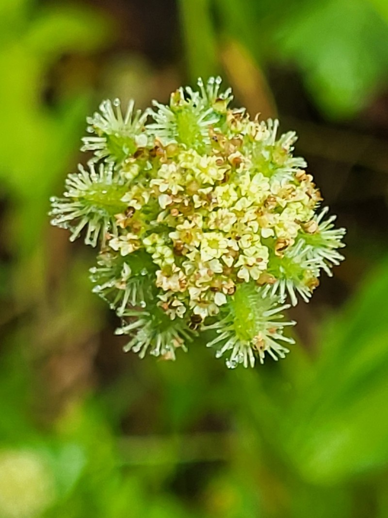 Daucus incognitus