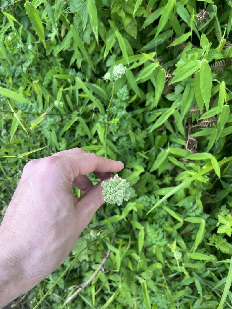 Daucus incognitus photo 2
