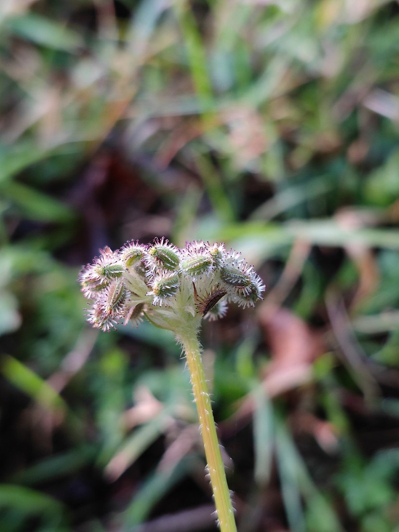 Daucus incognitus photo 3