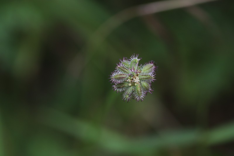 Daucus incognitus photo 4
