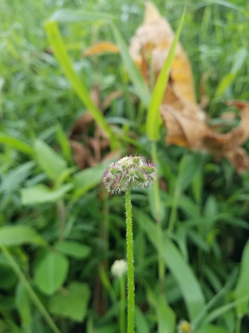 Daucus incognitus photo 5