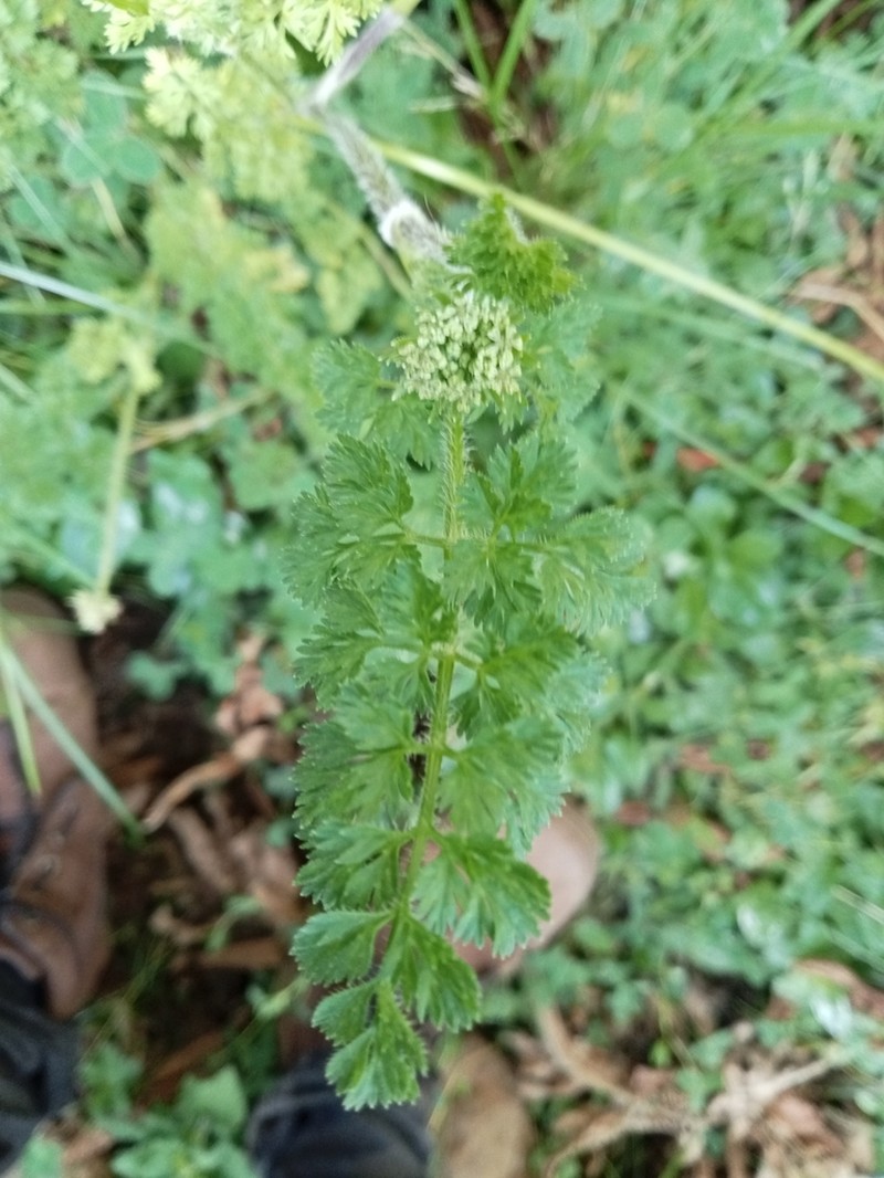 Daucus incognitus photo 6