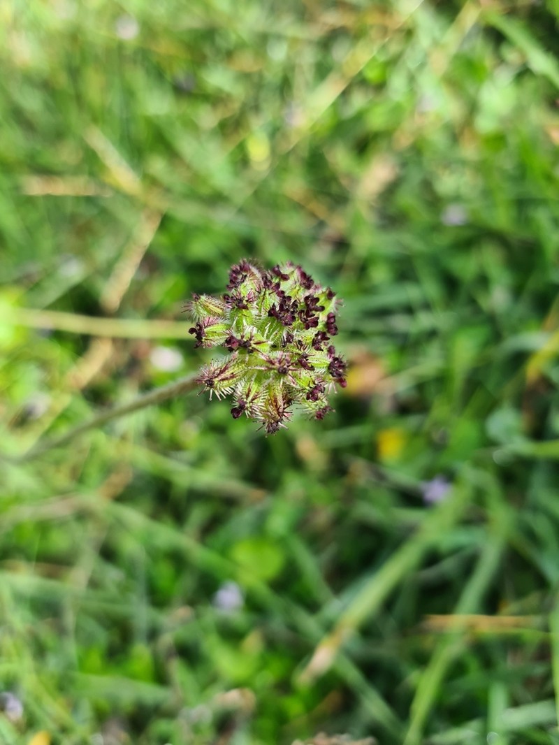 Daucus incognitus photo 7