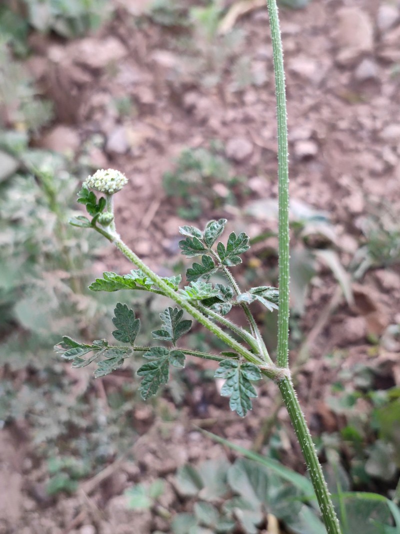 Daucus incognitus photo 8