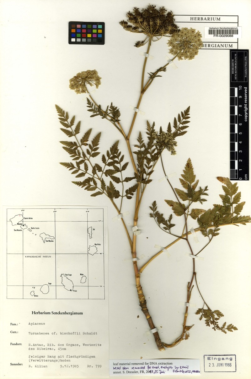 Daucus insularis
