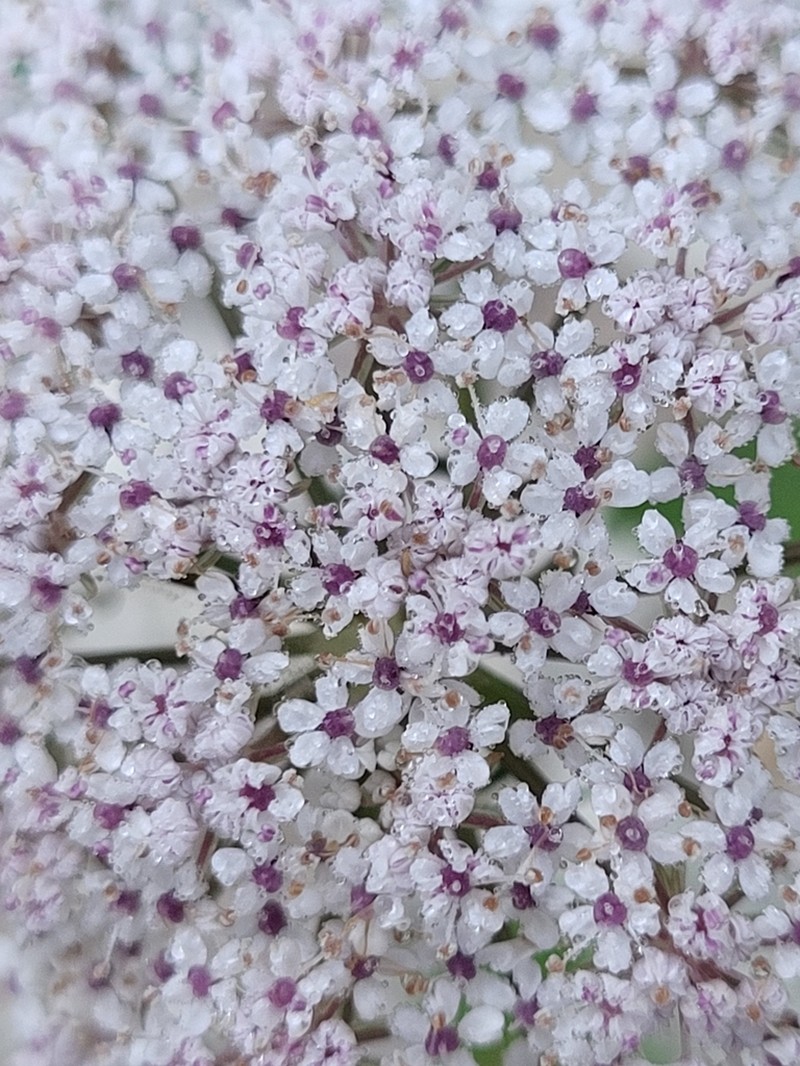 Daucus insularis photo 2