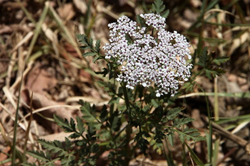 Daucus insularis photo 3