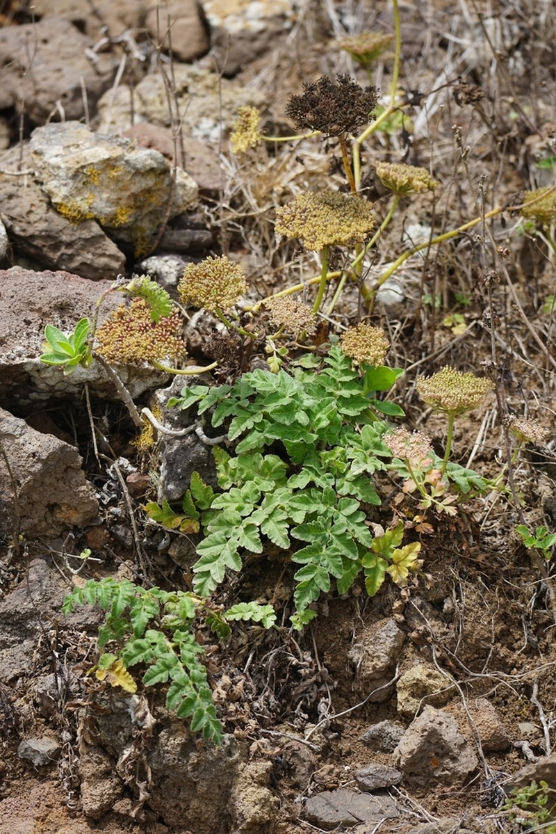 Daucus insularis photo 4