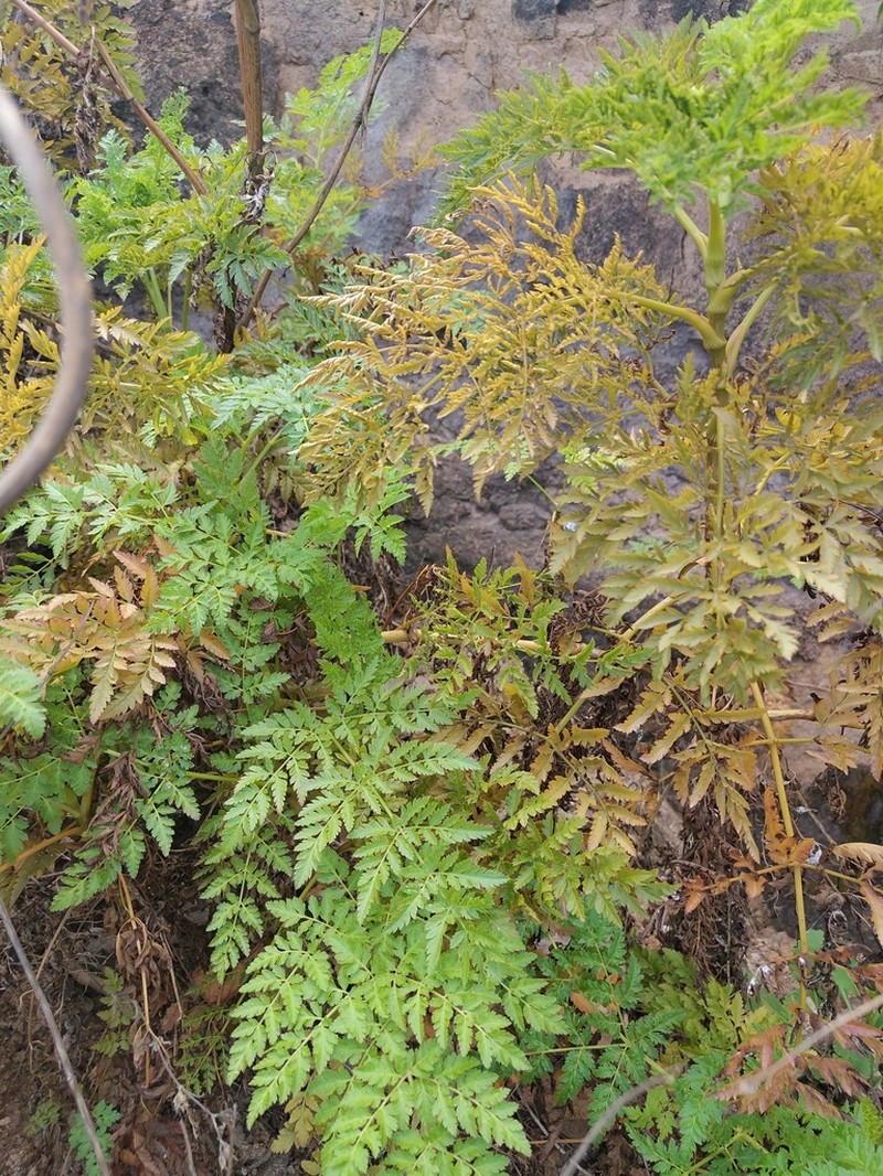 Daucus insularis photo 5
