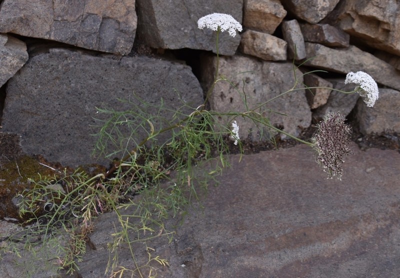 Daucus insularis photo 6