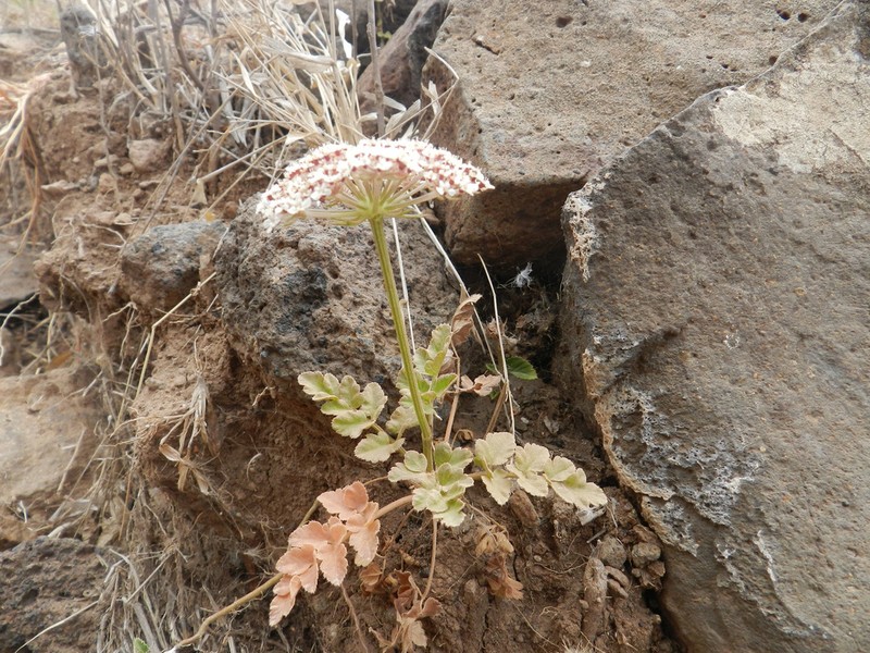 Daucus insularis photo 7