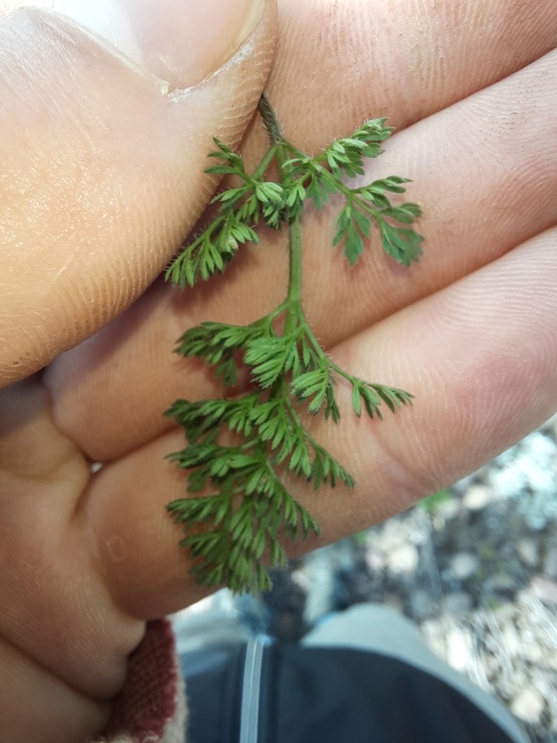 Daucus melananthus photo 2