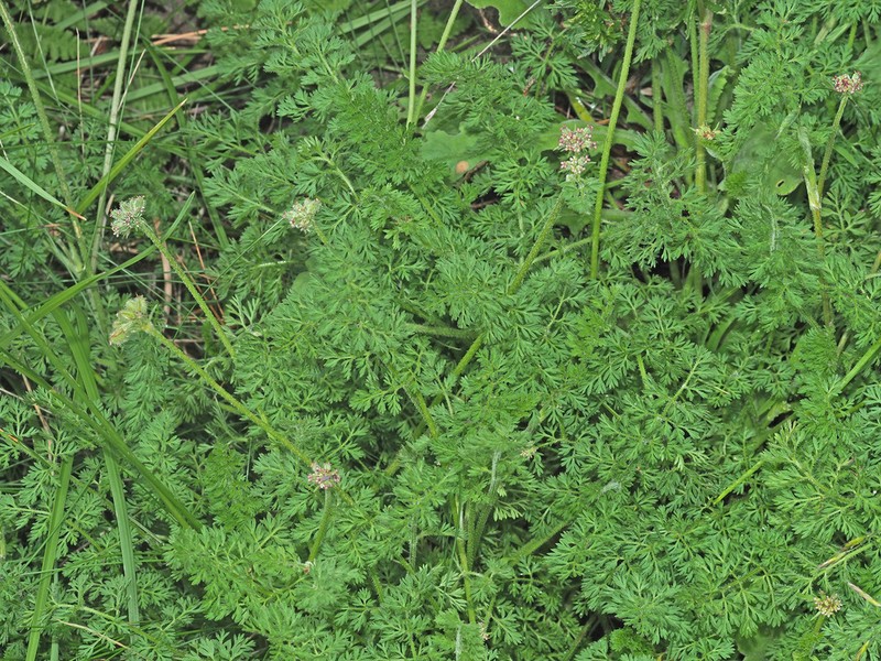 Daucus melananthus photo 3