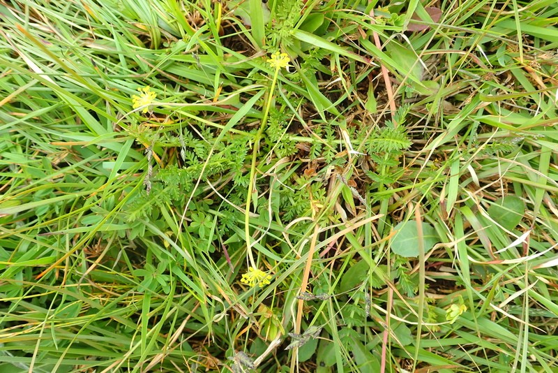Daucus melananthus photo 4