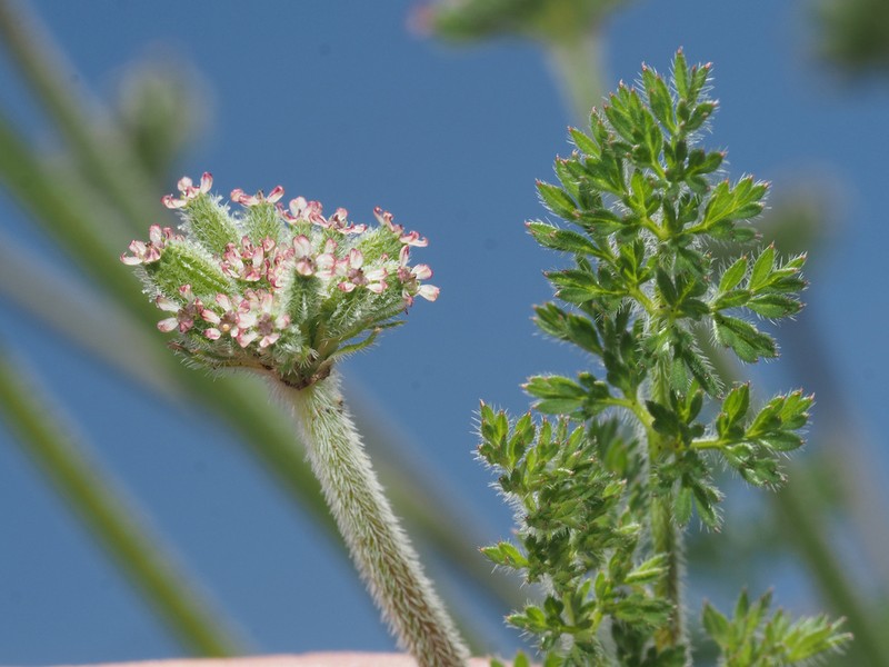 Daucus melananthus photo 5