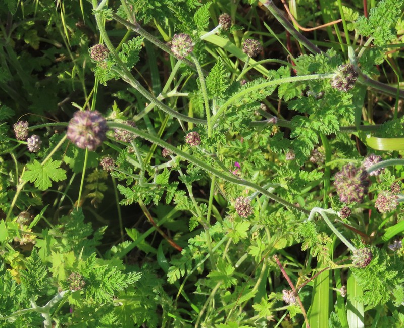 Daucus melananthus photo 6