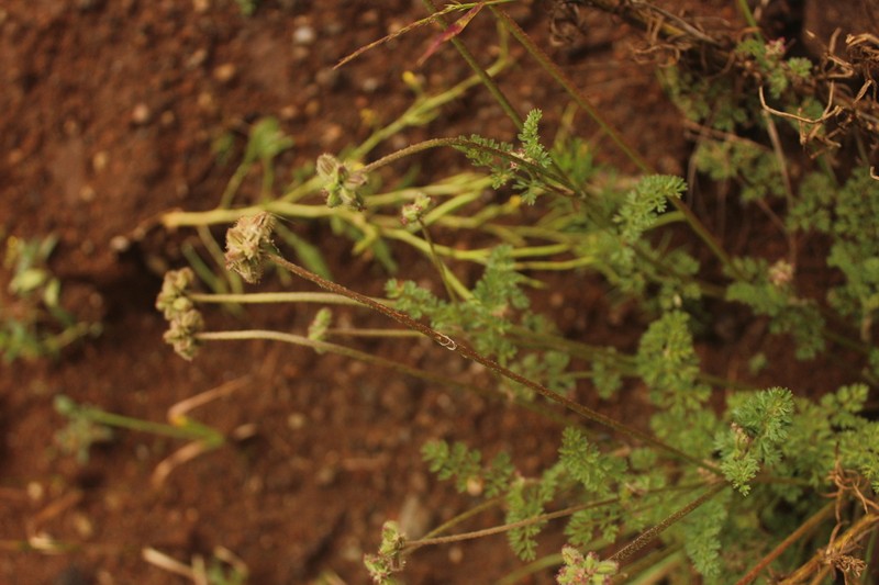 Daucus melananthus photo 7