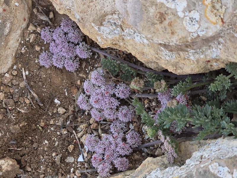 Daucus mirabilis