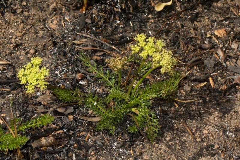 Daucus pedunculatus photo 2