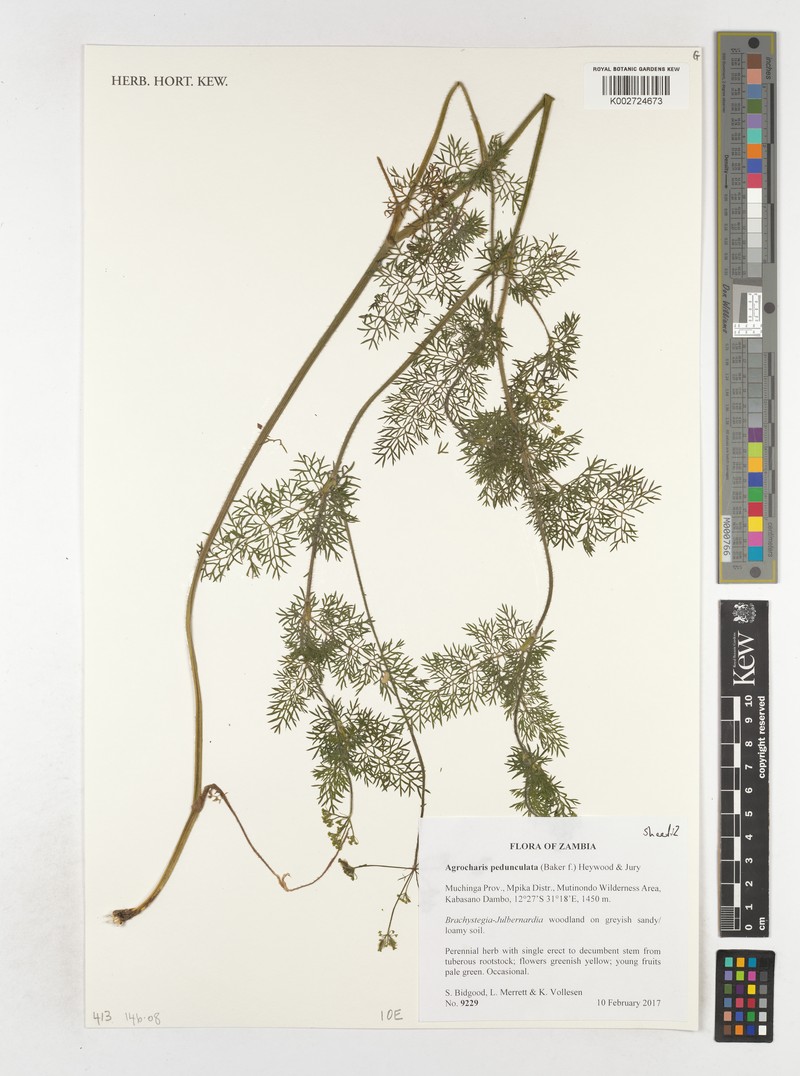 Daucus pedunculatus photo 3