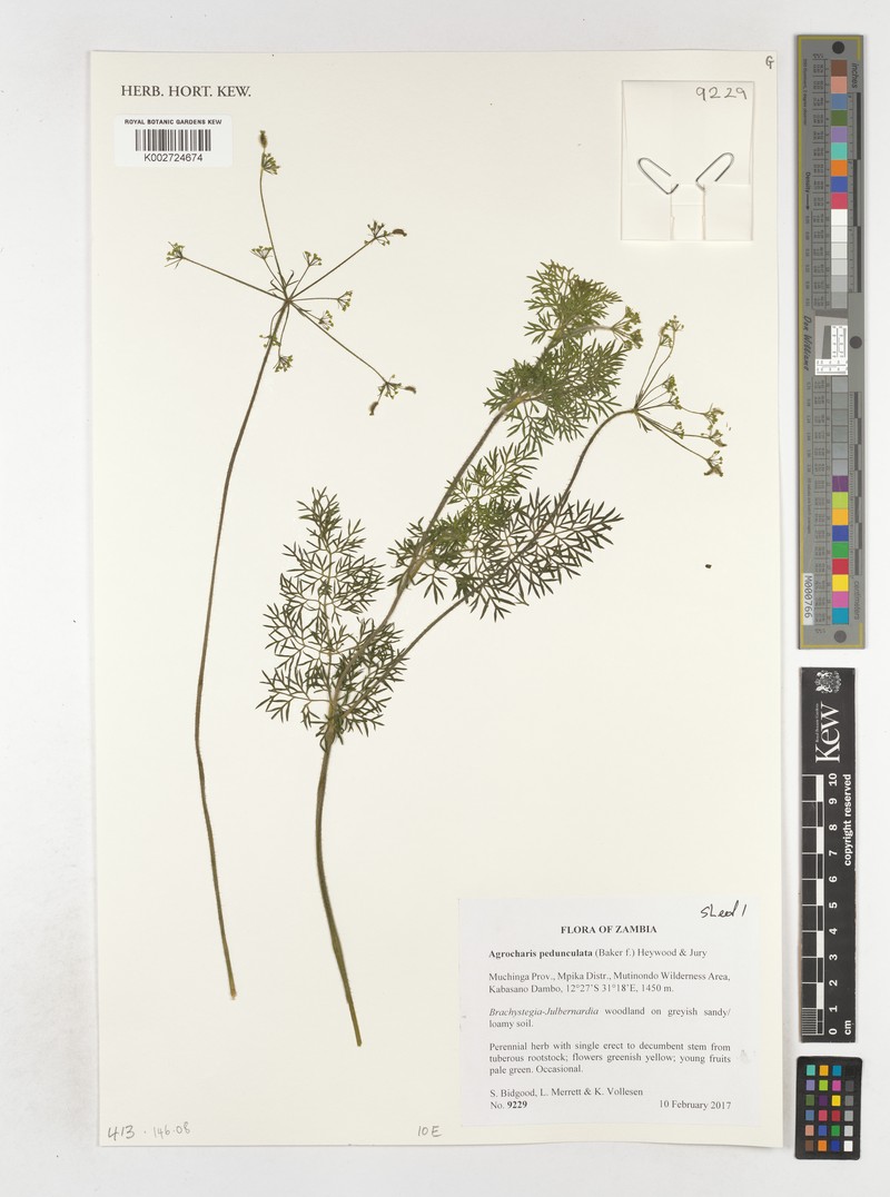 Daucus pedunculatus photo 4