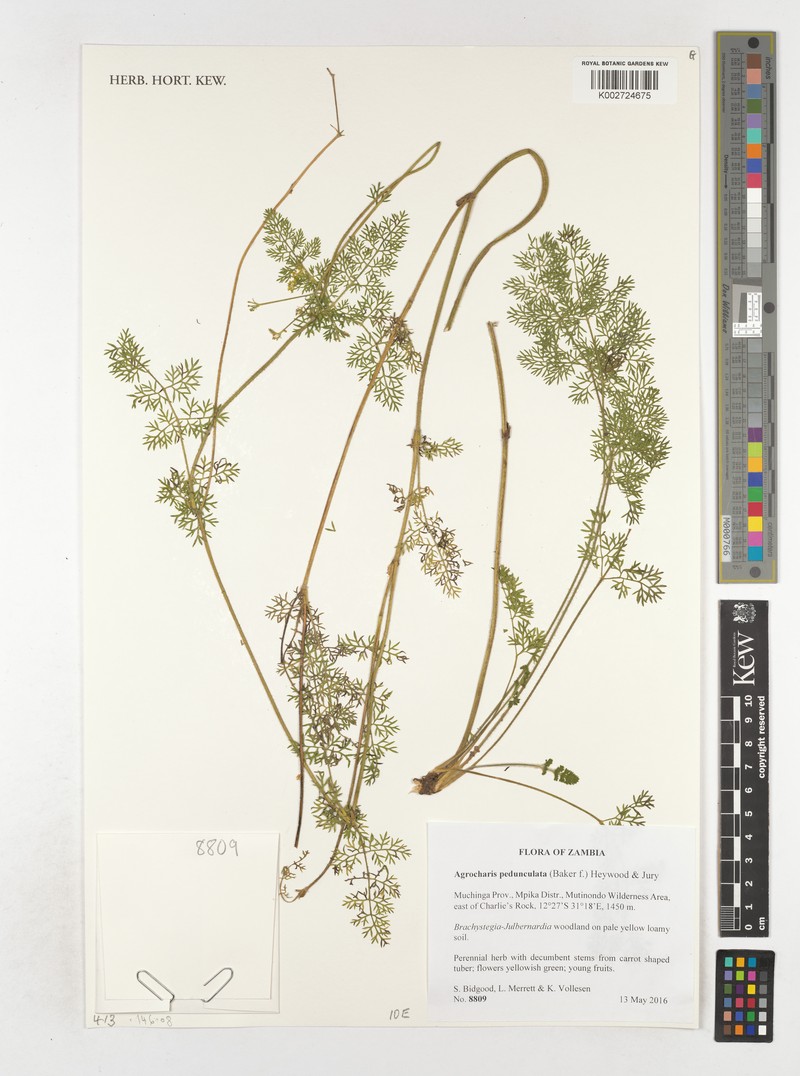 Daucus pedunculatus photo 5