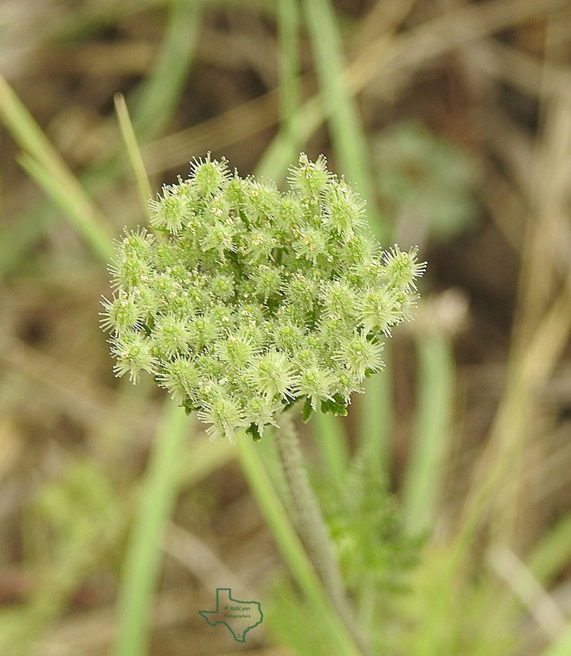 American Wild Carrot