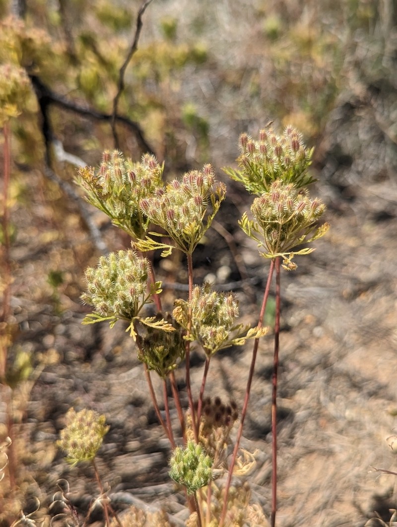 American Wild Carrot photo 2