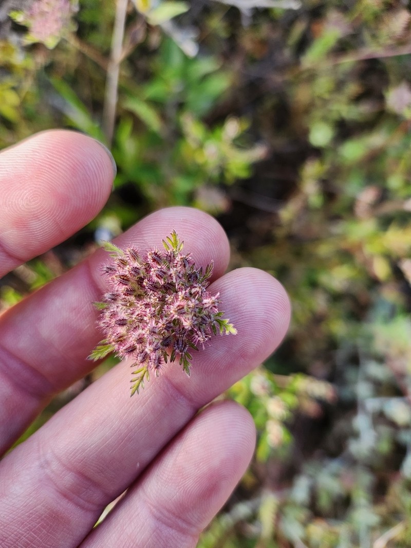 American Wild Carrot photo 3
