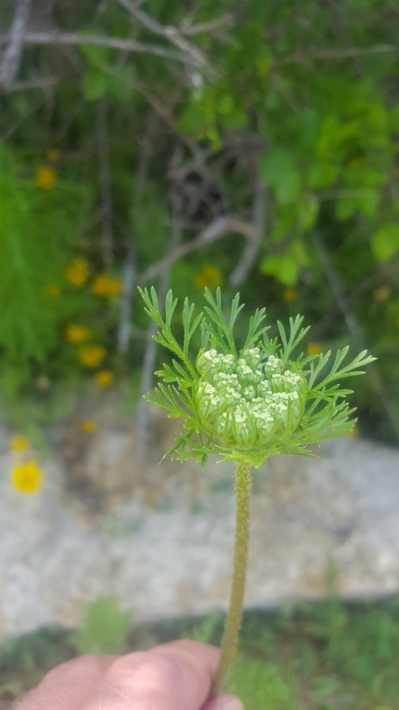 American Wild Carrot photo 4