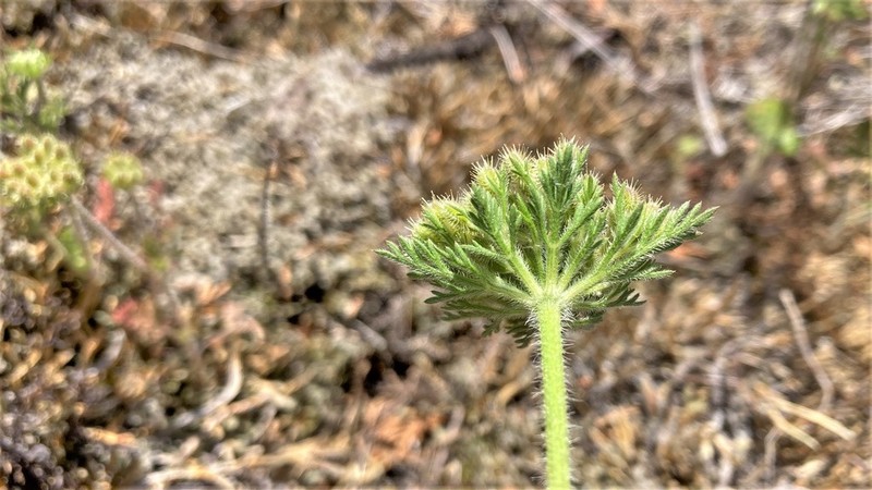 American Wild Carrot photo 5