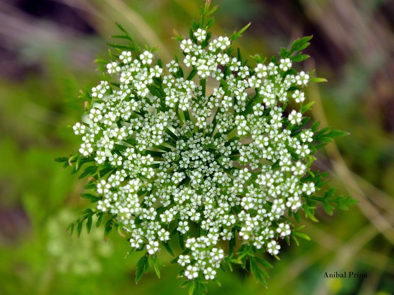 American Wild Carrot photo 6