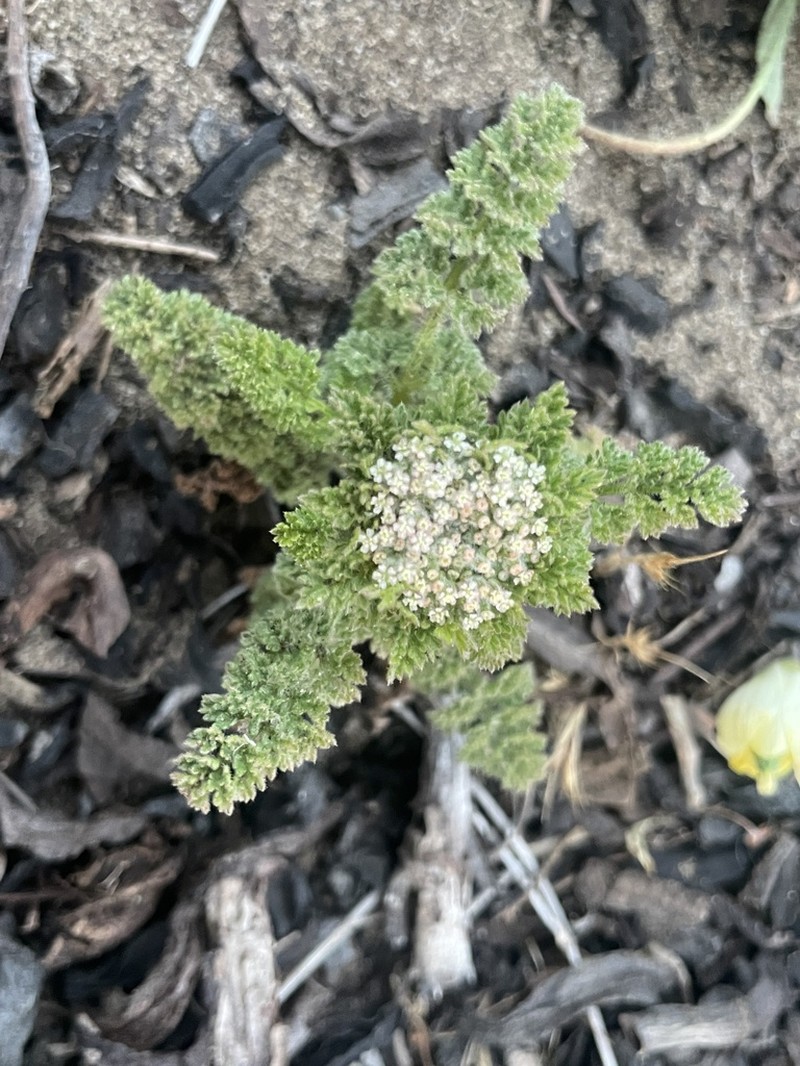 American Wild Carrot photo 7