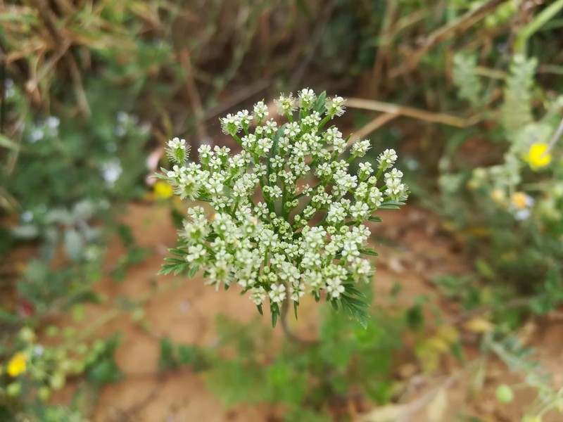 American Wild Carrot photo 8