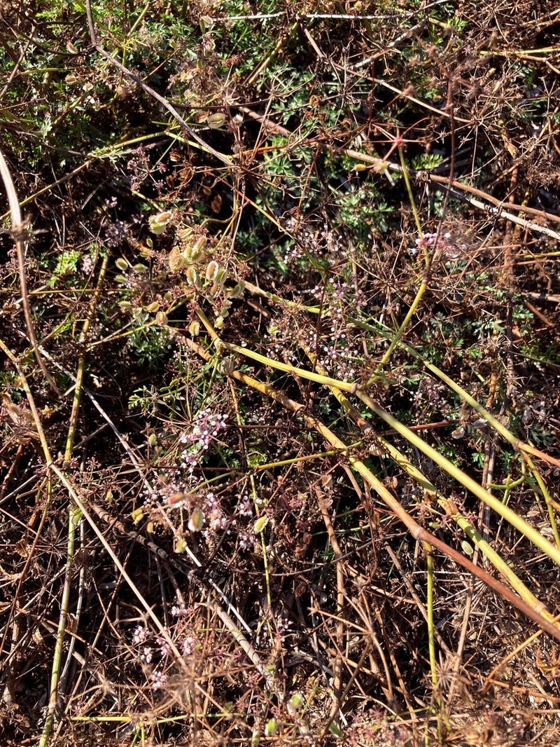 Daucus rouyi