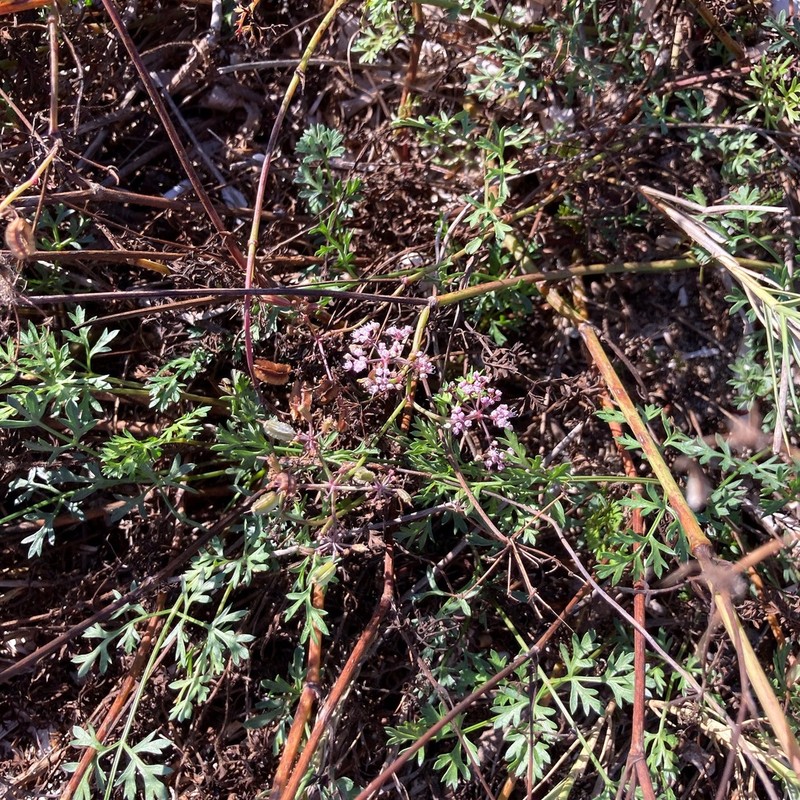 Daucus rouyi photo 2