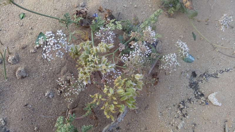 Daucus rouyi photo 3
