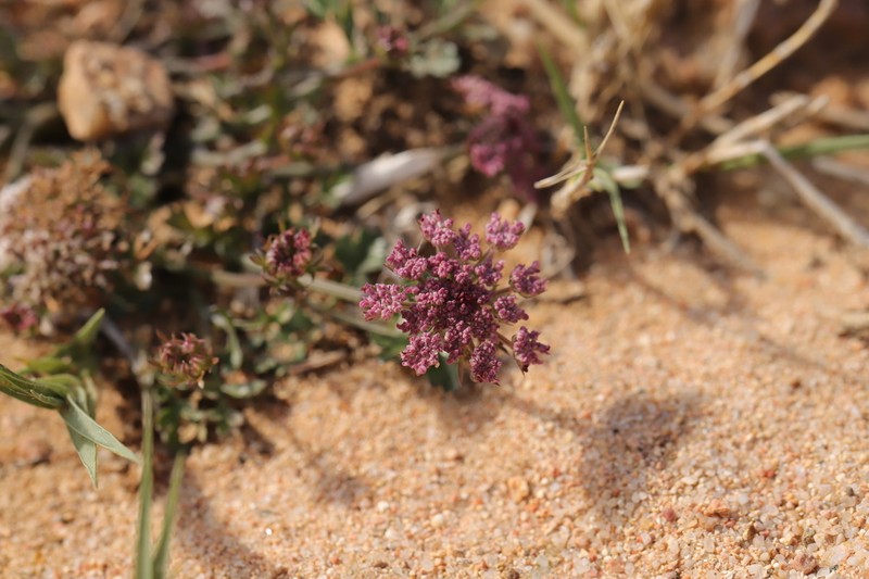 Daucus rouyi photo 4