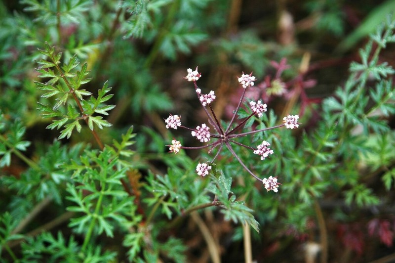 Daucus rouyi photo 5